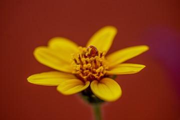 yellow flower