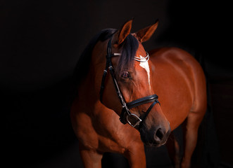 Arabian Horse Black Background