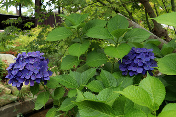 紫陽花