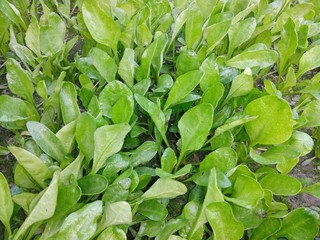 Fototapeta na wymiar Fresh spinach in field