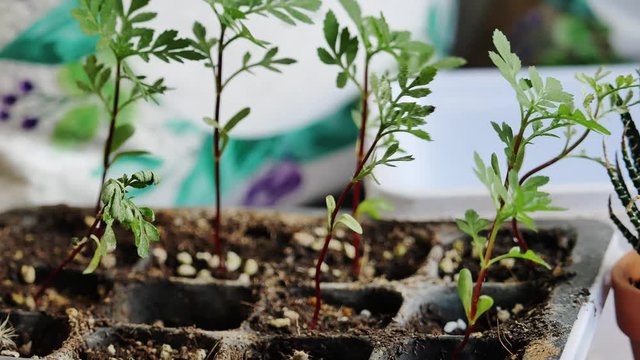 Urban Gardening - house gardening - close up oof marigold seedlings dancing in the wind