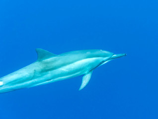 Wild Dolphins, Big Island Hawaii