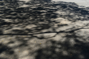 light and shadow of tree on black asphalt road texture