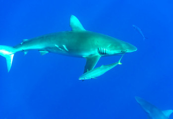 Fototapeta premium Galapagos shark, Oahu Hawaii