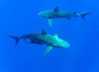 Galapagos shark, Oahu Hawaii