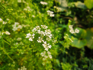 Flowers macro photography.