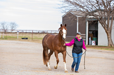 Equine Lameness Check