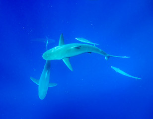 Fototapeta premium Galapagos shark, Oahu Hawaii