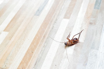 one creepy cockroach dead on floor with insecticide killing