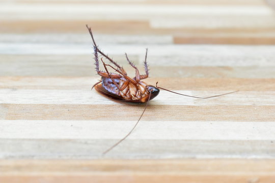 One Creepy Cockroach Dead On Floor With Insecticide Killing