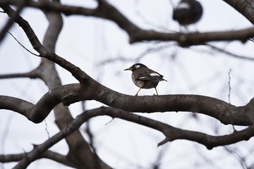 Starlings behave in groups and feed on plant seeds and insects. Its beak and legs are yellow.