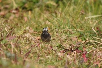 Starlings behave in groups and feed on plant seeds and insects. Its beak and legs are yellow.