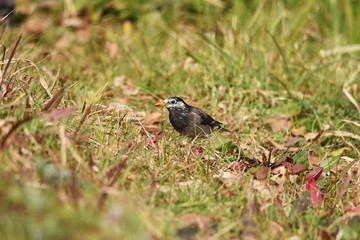 Starlings behave in groups and feed on plant seeds and insects. Its beak and legs are yellow.