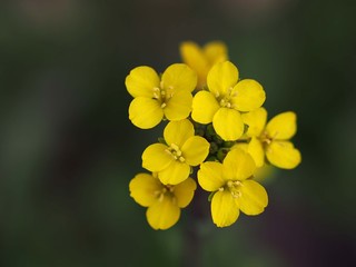 コウサイタイの花のアップ