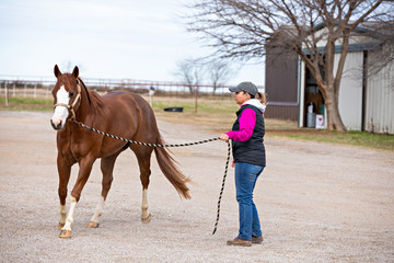 Equine Lameness Check