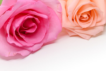beautiful pink and orange rose flower isolated on white background