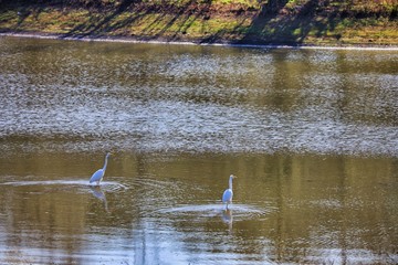 Beautiful purple wild flower white heron geese