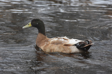 Fototapeta premium Male Mallard Duck in the creek in the winter snow
