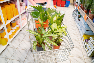 Shopping cart full of potted plants in it, woman buying flowers for her  © phoenix021