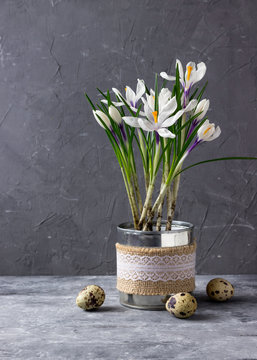 Guail eggs   and spring crocuses.