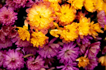 Colorful flowers