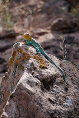 Collared Lizard suns itself on a lichen covered rock, vertical crop