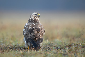 Common buzzard (Buteo buteo) close up