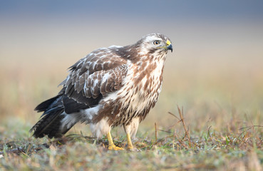 Common buzzard (Buteo buteo) close up
