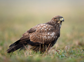 Common buzzard (Buteo buteo) close up