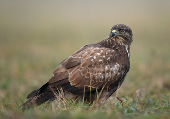 Common buzzard (Buteo buteo) close up