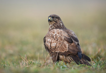 Common buzzard (Buteo buteo) close up