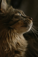 Close up of a maine coon cat face