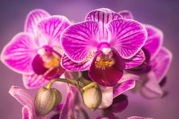 Naklejka na ściany i meble Beautiful fresh Orchids with an artistic background