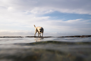 Dog by the sea, Sydney Australia