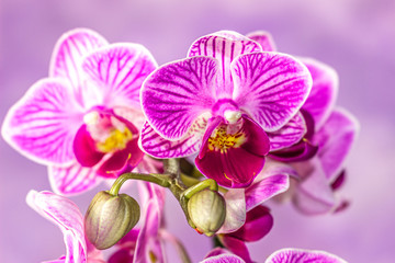 Naklejka na ściany i meble Beautiful fresh Orchids with an artistic background