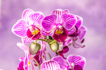 Fototapeta na wymiar Beautiful fresh Orchids with an artistic background
