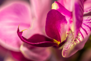 Macro Beautiful fresh Orchids flower heart in the center of the flower