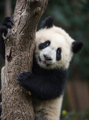 Obraz premium Giant panda, Ailuropoda melanoleuca, approximately 6-8 months old, climbing a tree.