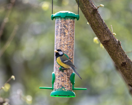 Great tit eating a peanut from a feeder