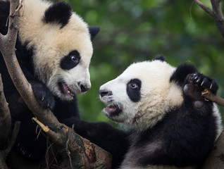 Two giant pandas, Ailuropoda melanoleuca, approximately 6-8 months old, playing in a tree.