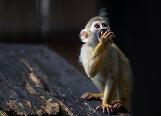 monkey in zoo