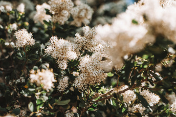flowers in the forest
