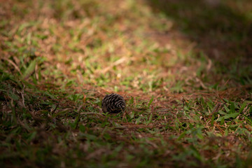 pine cone on the grass