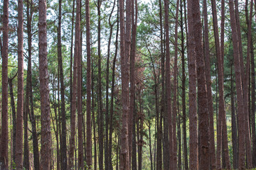 trees in the forest