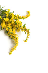 Obraz premium Goldenrod on white