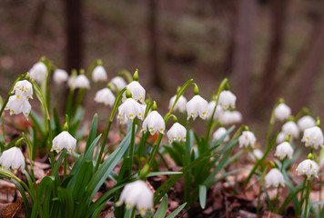group of spring snowflake  (leucojum vernum) blooming in early spring in alpine valley "Frühlingstal" in Kaltern, South Tyrol, Italy