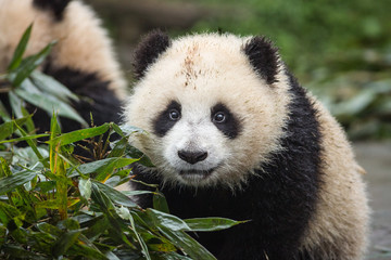 Portrait of giant panda, Ailuropoda melanoleuca, approximately 6-8 months old, on a wet day, next to bamboo leaves.