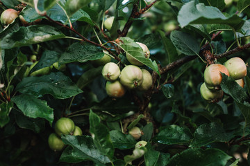apples on tree