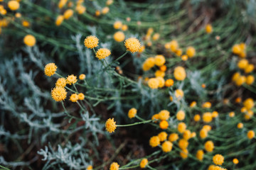 yellow flowers on a background