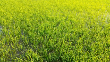 Naklejka na ściany i meble stock photo the wind slowly blows on the eco rice yard at Thai area. 